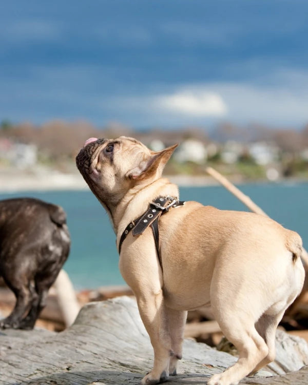 dogs harness collection by Best4bulls 